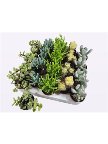 SUCC GEM *20