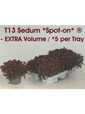 SEDUM SPU SPOT D ROS