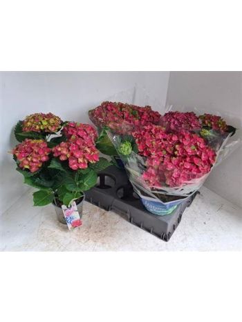 HYDR M 4+ REMBR ROSSO G