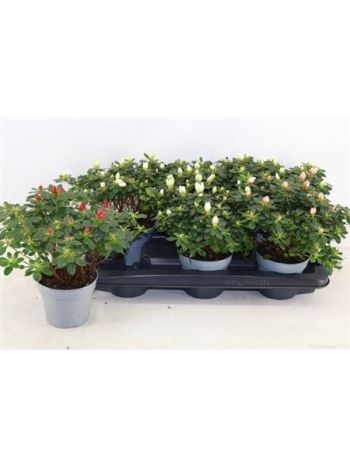 RHODO SI GEM *6 EXTRA