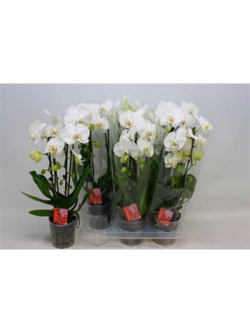 PHAL 2 ÁG CASCADE FEHÉR