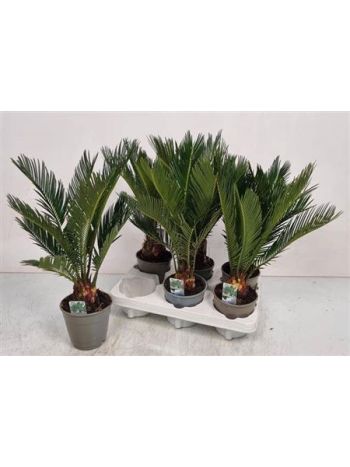 CYCAS REVOLUTA