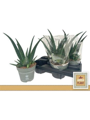 ALOE VERA