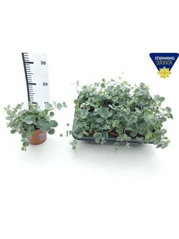 SEDUM SIEBOLDII