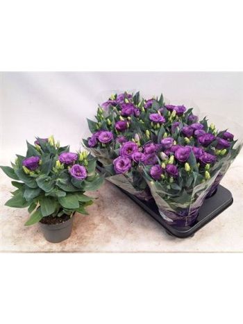 EUST JULIETTA BLUE