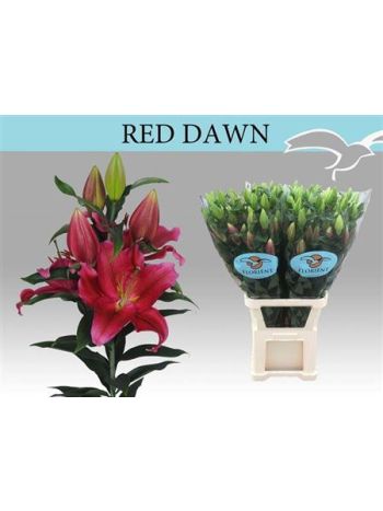 LI  OR RED DAWN 105CM