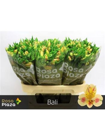 ALSTR BALI