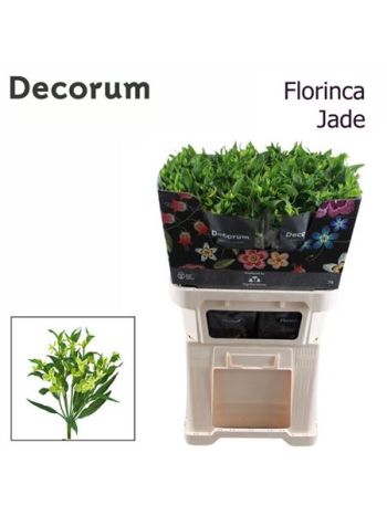 ALST FL JADE