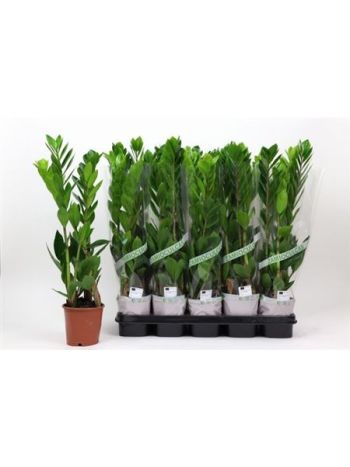 ZAMIO ZAMIIFOLIA