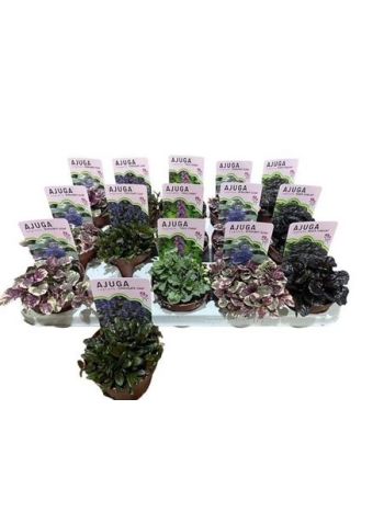 AJUGA MIX