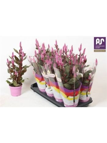 CEL MERIDA PINK