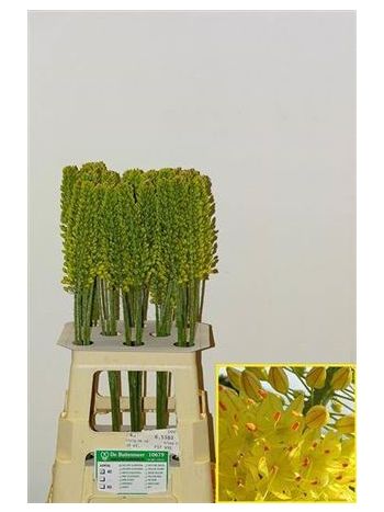 EREMURUS YELLOW CLEO