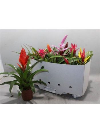BROMELIA GEM