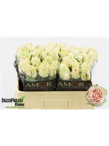 R GR5 WEDDING ROSE