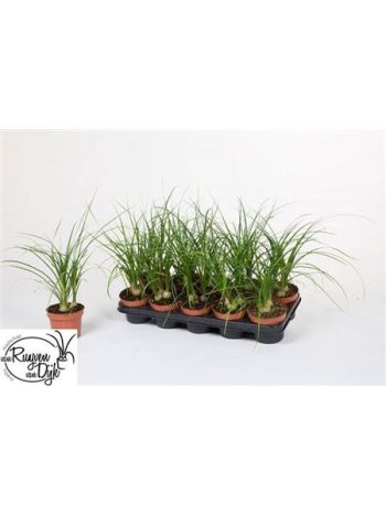 NOLINA BEAUCARNEA RECUR