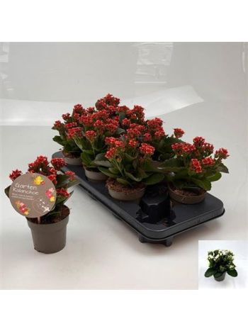 KAL BL SZIMPLA  CALA RED