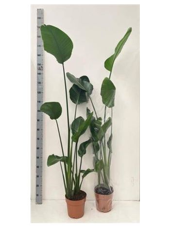STRELITZIA NICOLAI