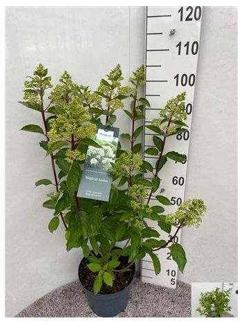 HYDR PANICULATA PINK