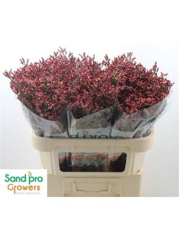 LIM SIN SCAR DIAMOND 70CM