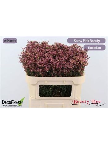 LIM SIN SEN PIN BEAU 70CM