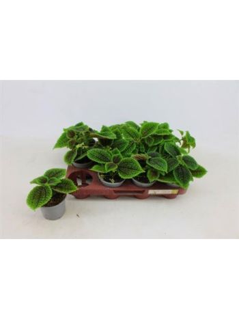 PILEA ALUMI
