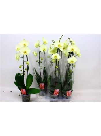 PHAL 1 ÁG CASCADE GREEN
