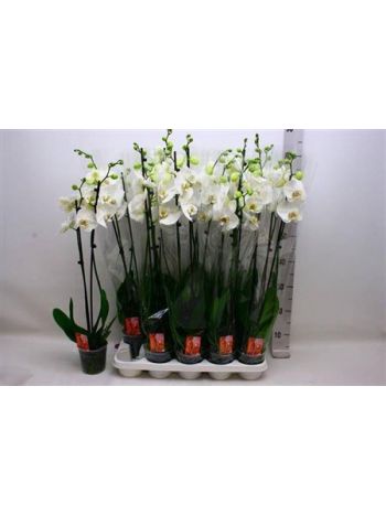 PHAL 2 ÁG SNOW COMPASS