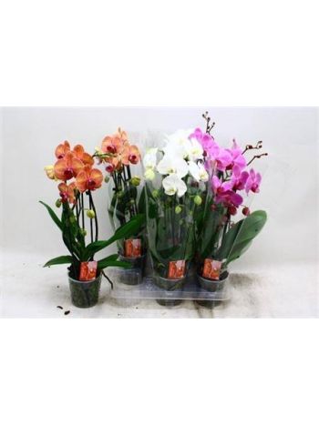 PHAL 2 ÁG CASCADE
