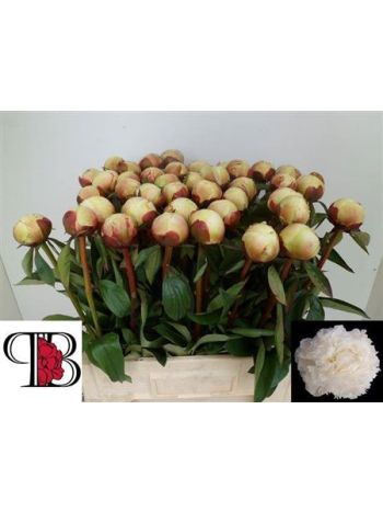 PAEO L DR F BRETHOUR 60CM