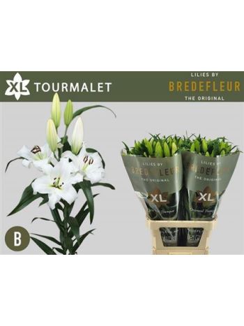 LI OT TOURMALET 100CM