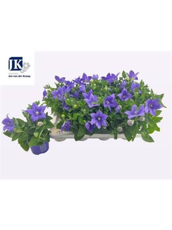 PLATYCO GR ASTRA BLU