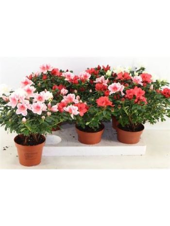 RHODO TÖBB SZÍNŰ