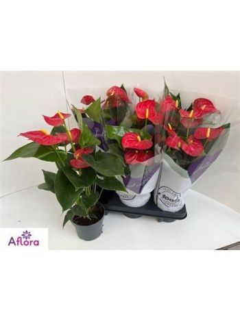 ANTHU AN BAMBINO RED