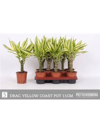 DRA FRAG YELLO COAST