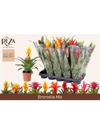 BROMELIA GEM
