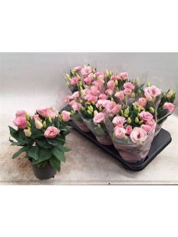 EUST JULIETTA PINK