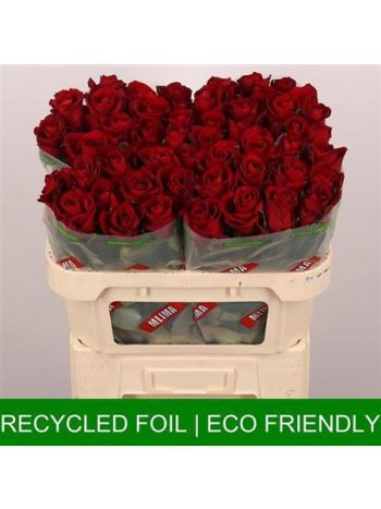 R GR EVER RED 70CM