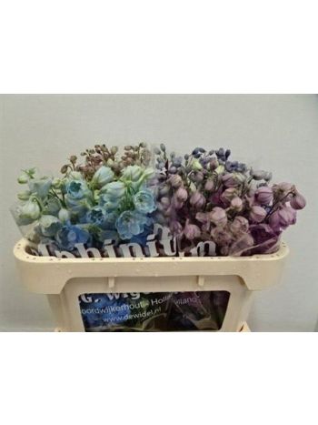 DELPH DU GEM 65CM