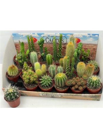 CACTUS GEM ZINK KASPÓS