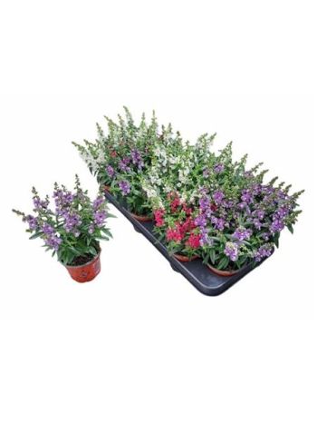 ANGELONIA MIX