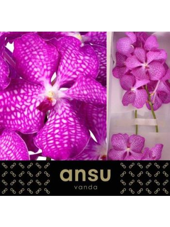 VANDA KAN MAG PINK