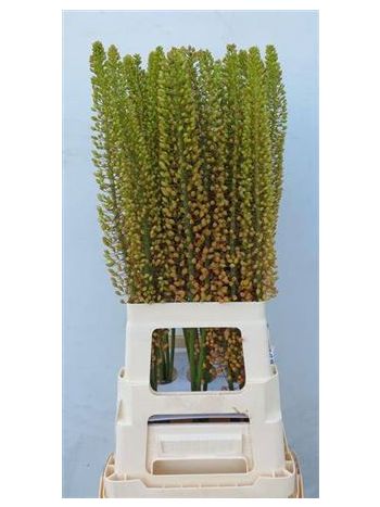 EREMURUS EMMY RO