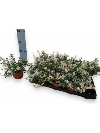 EUONYMUS FO HARLEQUI