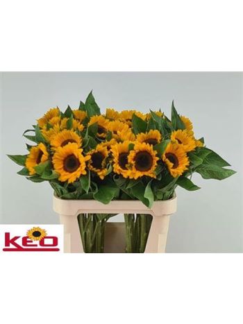 HELIAN AN SUNRICH PR 80CM