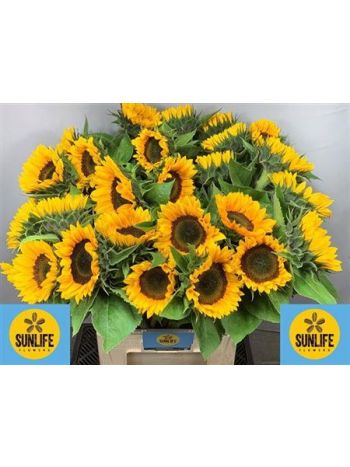 HELIAN AN SUNRICH OR 80CM
