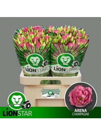 EUS G ARENA CHAMPAGN