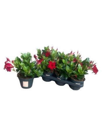 MANDE SUN RED