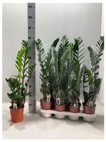 ZAMIOCULCAS ZAMIIFOL