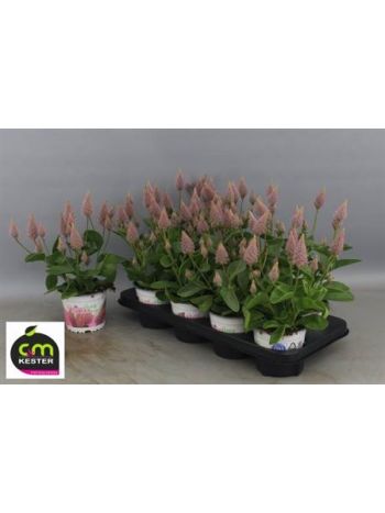 PTILOTUS EX JOEY
