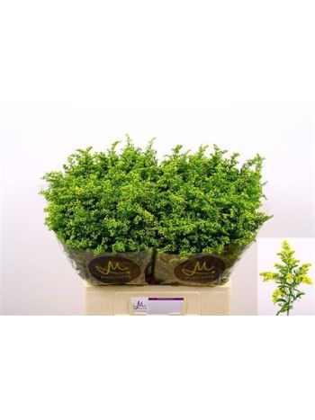 SOLI CARZAN GLORY 60CM